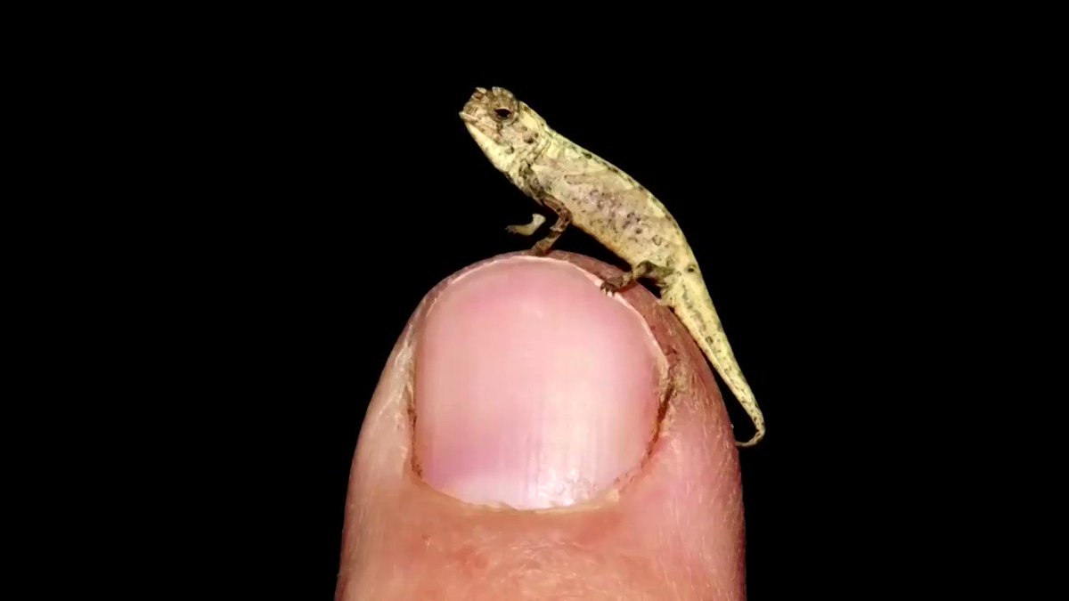 Scientists discovered a new nano-chameleon species thatβs the size of a sunflower seed in northern Madagascar https://t.co/TWL92pAnFa https://t.co/Cz4C3dUoU9