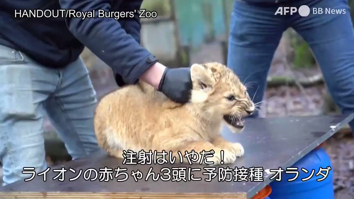 ついふぁん Afpbb Newsさんの人気ツイート ついふぁん Afpbb Newsさんの人気ツイート