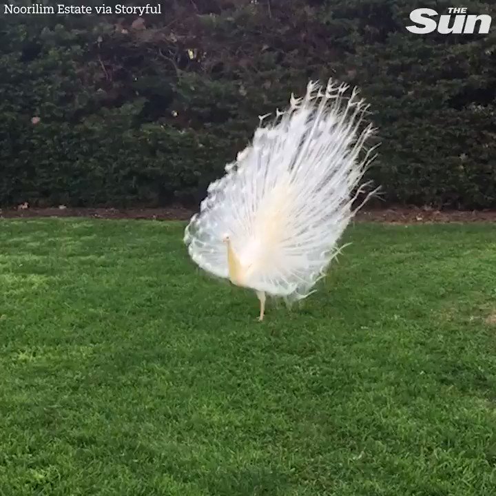 RT @TheSun: The most beautiful and rare white peacock shows off its feathers in full display https://t.co/prHEl9tD5r