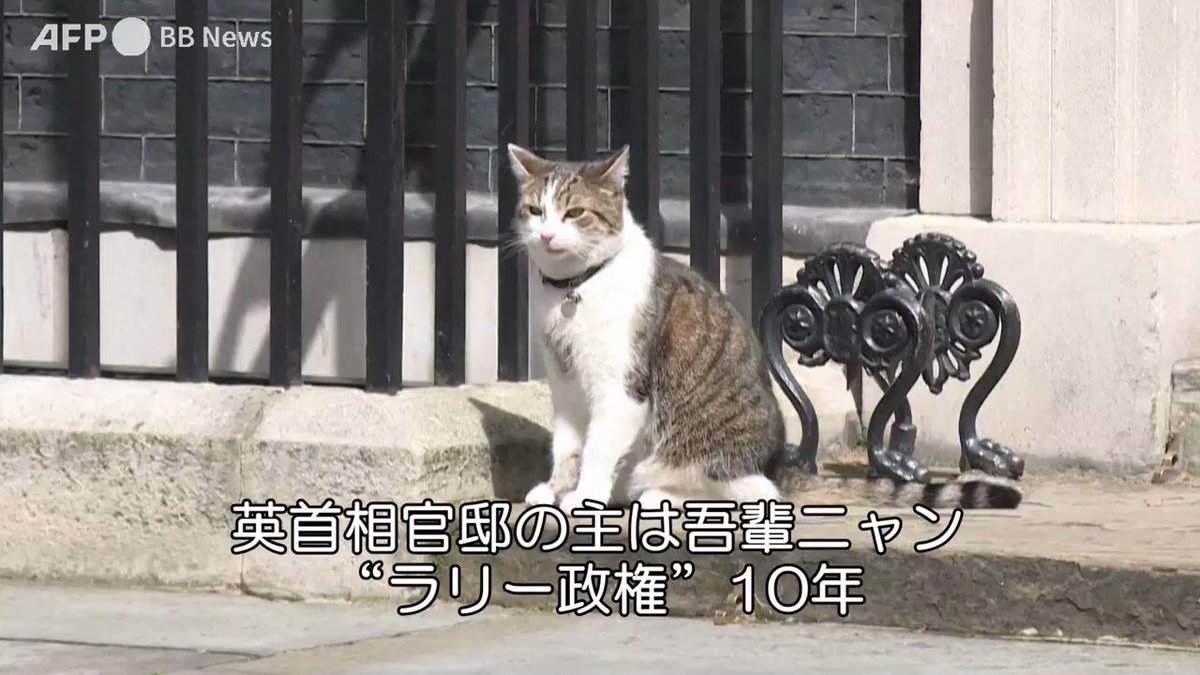 イギリス首相官邸ネズミ捕獲長のラリー氏 猫 在職10周年を迎えお祝いされる 首相たちは一時的な住人でしかない Togetter イギリス首相官邸ネズミ捕獲長のラリー氏 猫 在職10周年を迎えお祝いされる 首相たちは一時的な住人でしかない Togetter