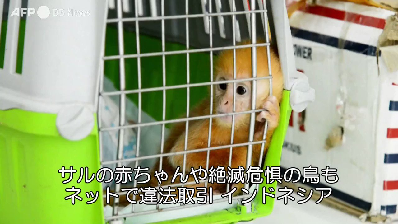 تويتر Afpbb News على تويتر サルの赤ちゃんや絶滅危惧の鳥も ネットで違法取引 インドネシア 絶滅が危惧される鳥などの 動物をインターネット上で違法に販売していたとして インドネシアの警察当局が複数の容疑者を逮捕した トビやカワリクマタカ オオバタンなどの