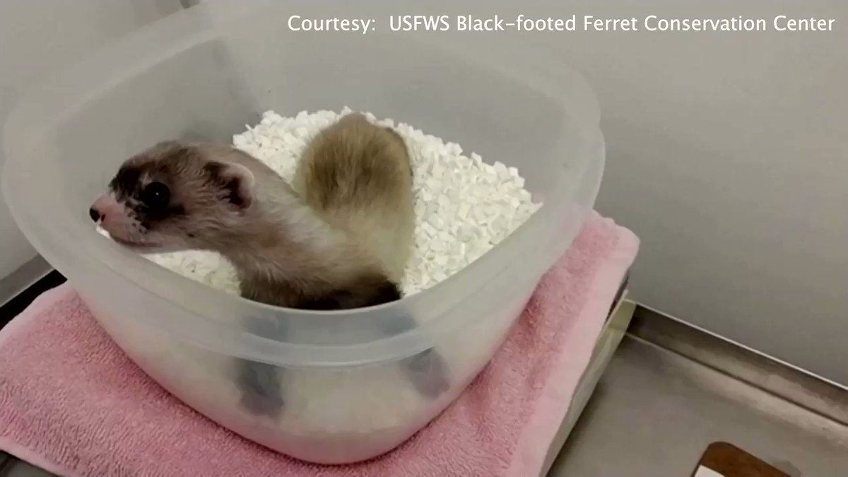 WATCH: In a first, scientists have cloned an endangered black-footed ferret in the U.S. https://t.co/XPHIyEuyMF https://t.co/eLrqY5eHE2
