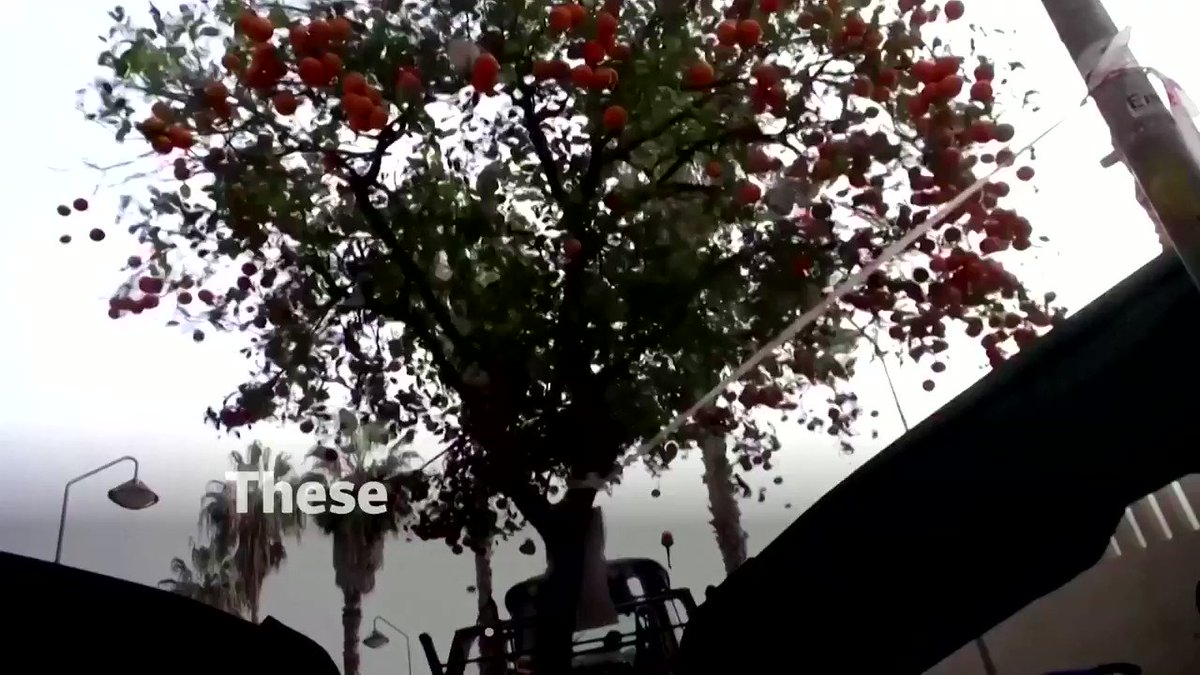 These tractors in Valencia shake the orange trees to release the fruit that is too bitter to eat. Around 400 tons of oranges are caught each year 🍊 https://t.co/kp51ZG8PaD
