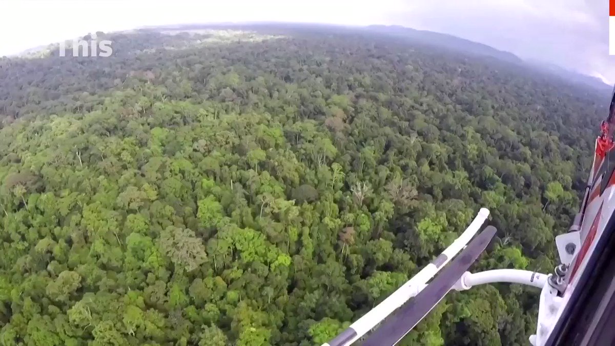 ICYMI: A helicopter released ten orangutans from an Indonesian rehabilitation center in Borneo island back into the wild https://t.co/RXL4vfQ9Sl https://t.co/hAKOZCoItk