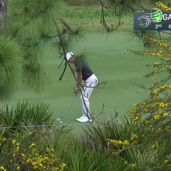 Sergio Garcia (+6600 ML) somehow manages to clean up for birdie from the wrong fairway

He sits T14 at -5
 https://t.co/FBP8N5BERd