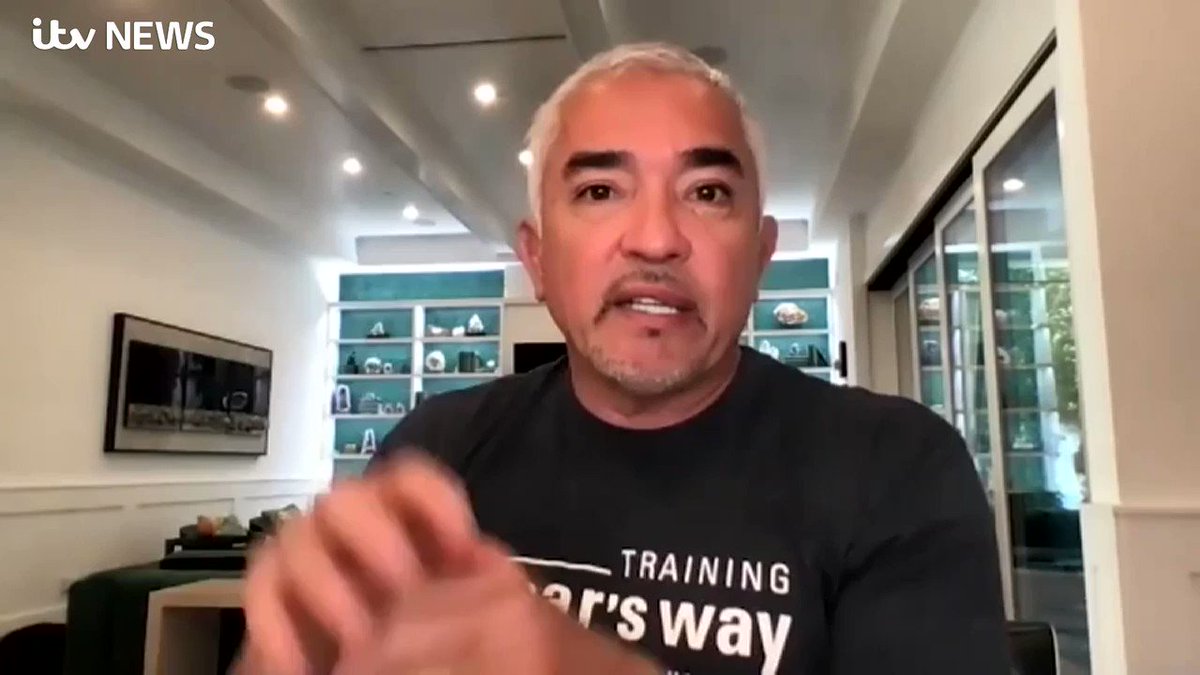 'Every time you create confusion, you create unhappiness, and then unhappiness creates chaos'
America's most famous dog trainer, @cesarmillan, told @emmamurphyitv how Lady Gaga's dogs may have reacted after they were stolen at gunpoint https://t.co/cJcqjlFrrO https://t.co/dkLwUB8LYH