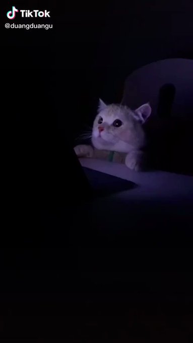 ホラー映画を見てる猫が可愛すぎる