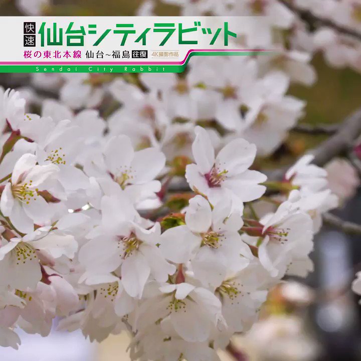 ビコム 公式 仙台と福島を結ぶ東北本線の快速列車 仙台シティラビット 根強い人気でしたが ダイヤ改正 に伴い 今日で運転終了となります ビコム 展望映像作品で貴重な記録を期間限定の大特価でぜひお楽しみください 大決算セールにて大 ビコム 公式 仙台と福島を結ぶ東北本線の快速列車 仙台シティラビット 根強い人気でしたが ダイヤ改正 に伴い 今日で運転終了となります ビコム 展望映像作品で貴重な記録を期間限定の大特価でぜひお楽しみください 大決算セールにて大