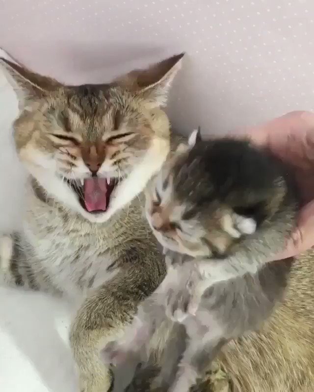 Cat's Movie Paradise🐱 (cat_mparadise) / Twitter