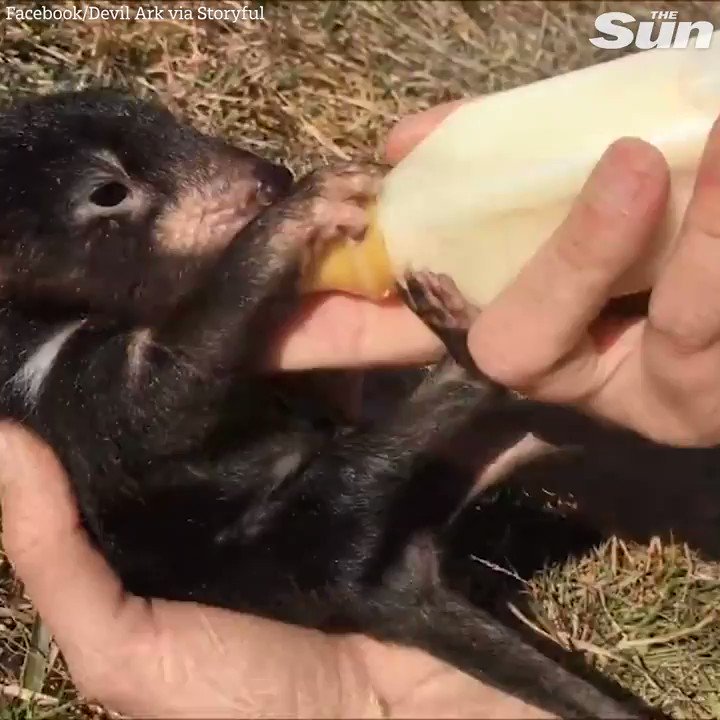 Precious baby Tasmanian devil cannot get enough of its bottle fed lunch