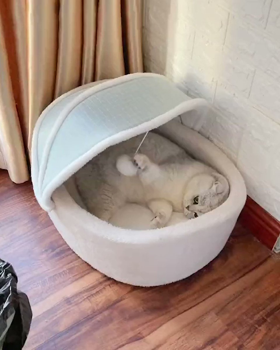 When you're lazy but still want to play
@MeowedOfficial https://t.co/PcwE5Cl5Iz