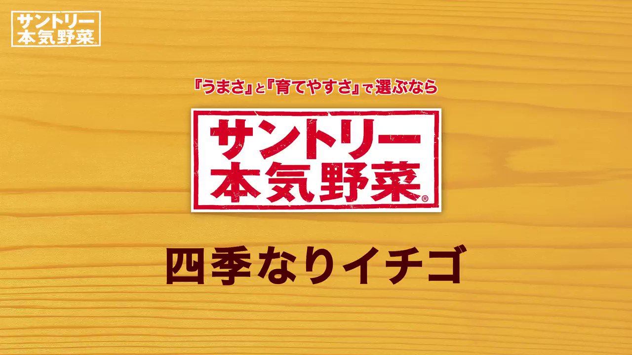 Suntory サントリー サントリー本気野菜 四季なりイチゴ 発売中 ラインナップは3種類 ビギナーでも安心の らくなりイチゴ 上質な甘さ ドルチェベリー 赤いバラのような花も人気 ローズベリーレッド 今年の春は おうちで イチゴ