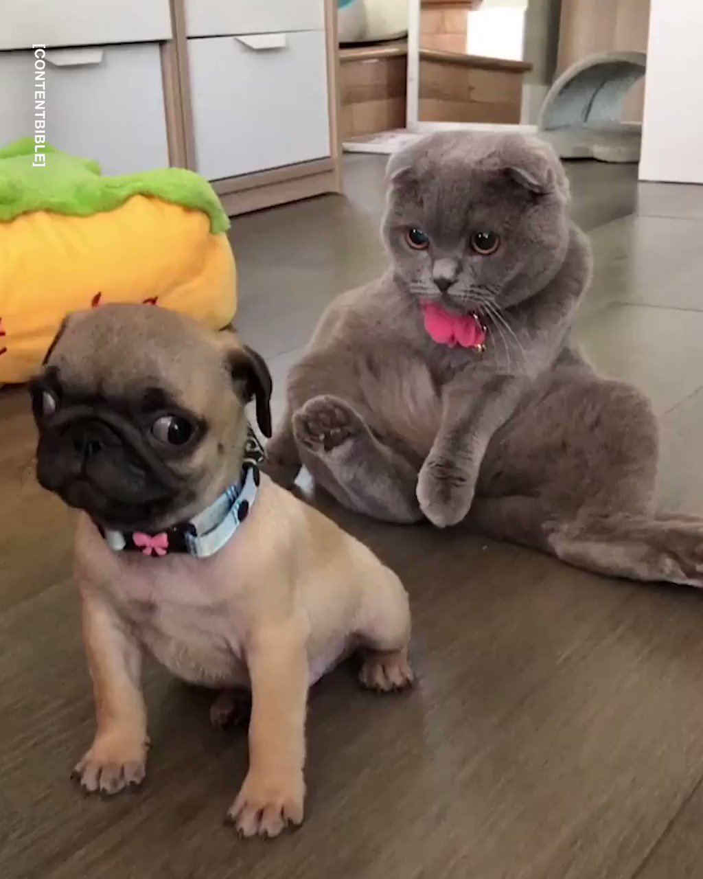 Мопс и котенок