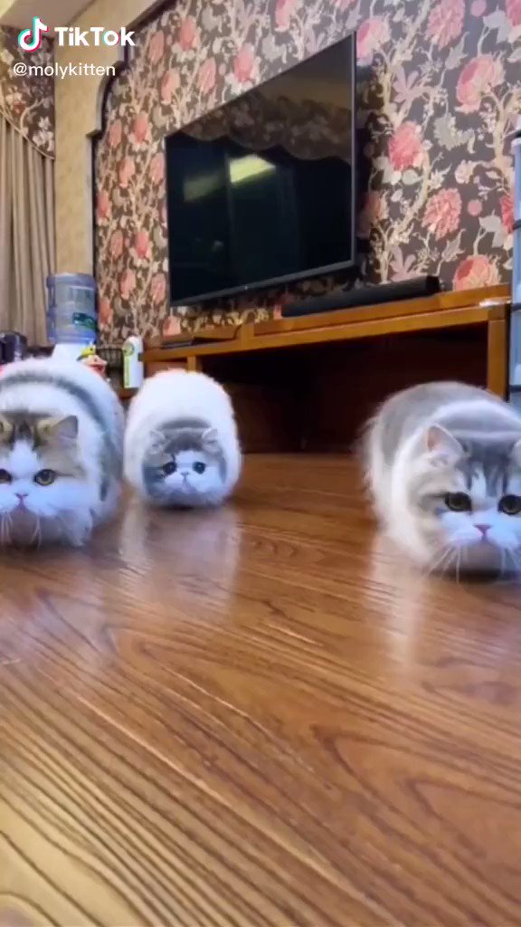 ゆっくり忍び寄ってくるねこ！おもちゃじゃないよね？！