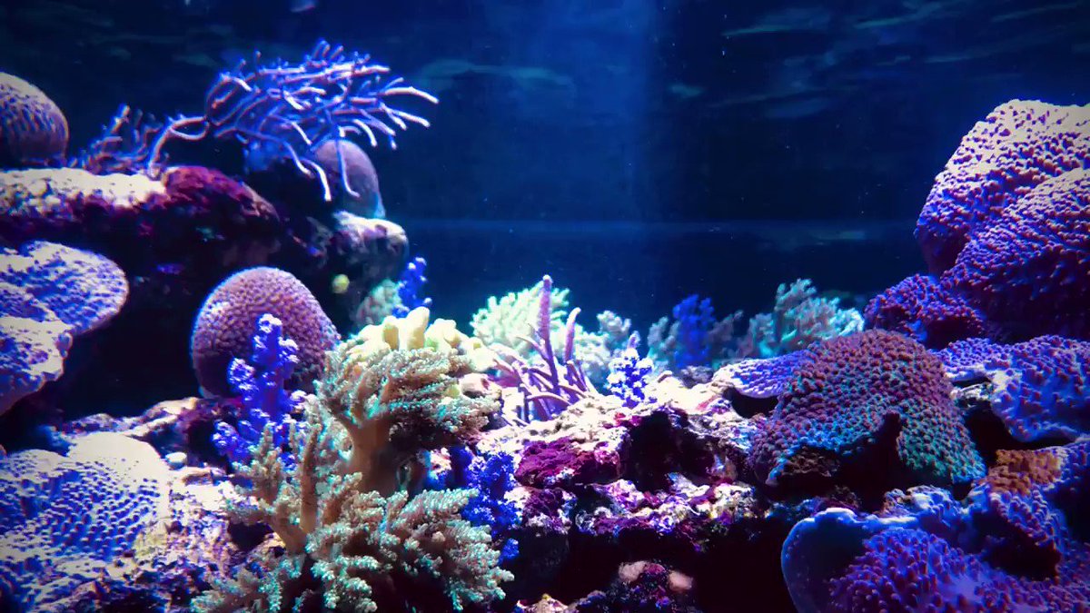 すみだ水族館【公式】 on X: 