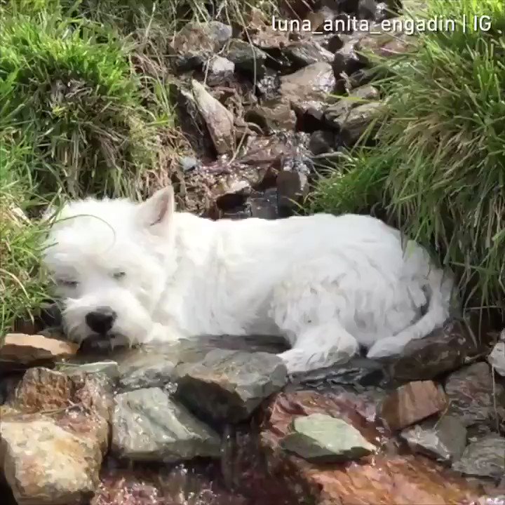a happy place that serves beverages.
📹 luna_anita_engadin | IG https://t.co/zSS4U8bbDu