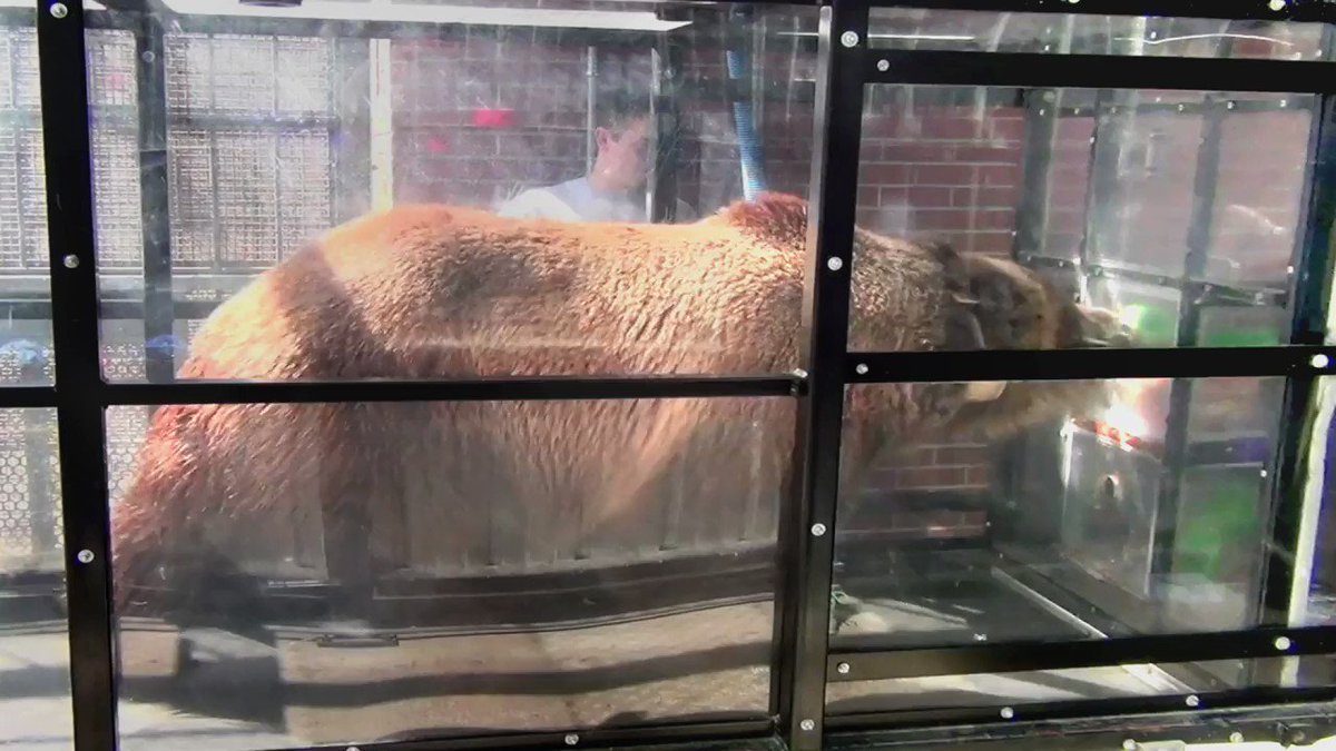 Scientists found that wild grizzlies, like humans, seem born to laze. The findings suggest that the innate urge to avoid exertion plays a greater role in how all creatures, great and small, typically behave. https://t.co/QcvRLHOmlk https://t.co/Q6IlcWP32K