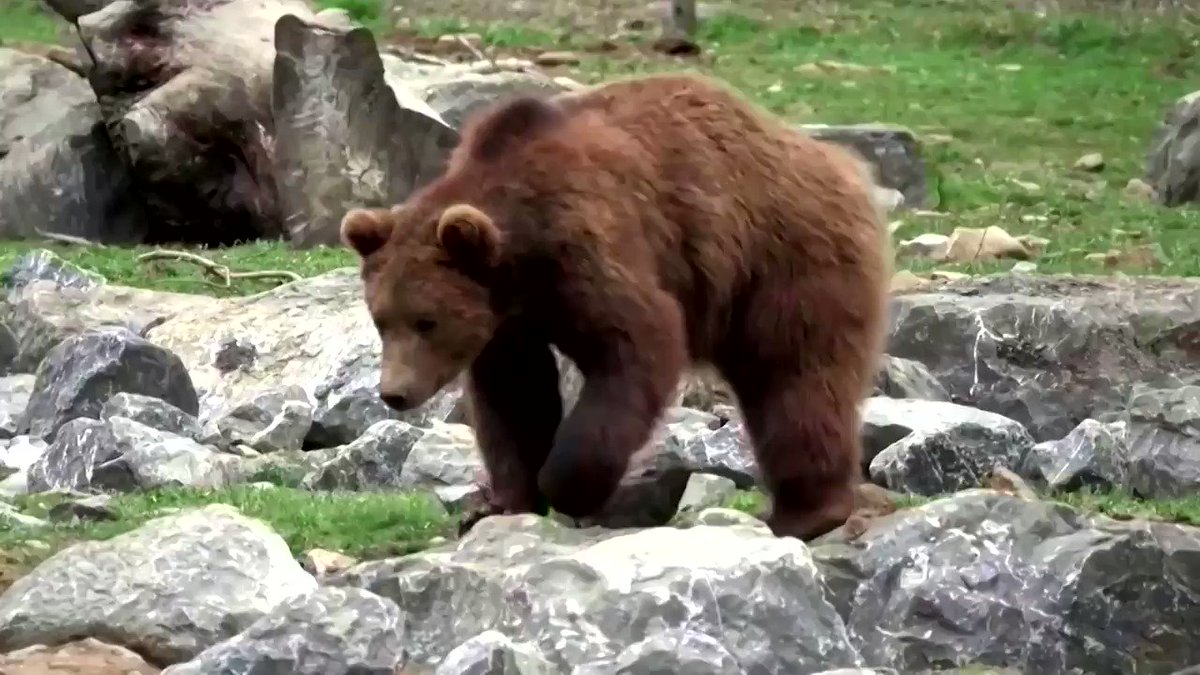 Soba Gara クマ 怖いけどカッコイイ 熊 動物 怖い かっこいい 可愛い 動画