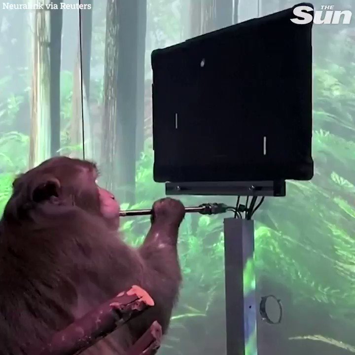 This monkey is able to play ping pong with just his mind thanks to Elon Musk's Neuralink technology