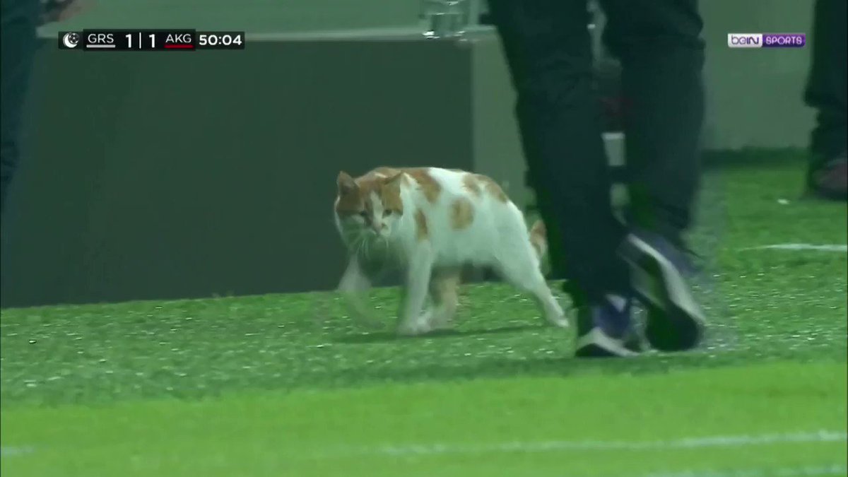 ICYMI: Cat invades soccer pitch in Turkey as players break their Ramadan fast during a match ๐ https://t.co/16Ab02FsUo