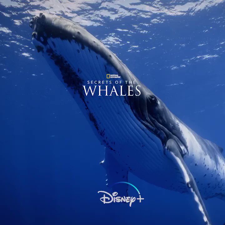 Toefl専門しけんや英語塾 クジラは有蹄動物hoofed Mammalsから進化した ということでいいのかな Toeflの 過去問ではそこらへん 断言してなくて 過去問には珍しく 今後の調査で異なる事実が明らかになるかもしれません と注意書きしてたようだけど Toefl専門しけんや英語塾 クジラは有蹄動物hoofed Mammalsから進化した ということでいいのかな Toeflの 過去問ではそこらへん 断言してなくて 過去問には珍しく 今後の調査で異なる事実が明らかになるかもしれません と注意書きしてたようだけど
