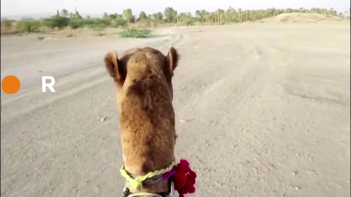 WATCH: Pakistan’s Camel Library project, founded by high school principal Raheema Jalal and her sister, brings books to children who can no longer go to school because of lockdowns https://t.co/quYHRxTnxl https://t.co/8A7Ez33AGB