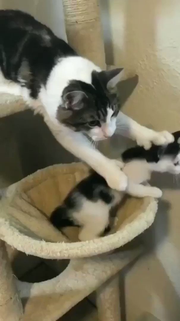Cat stops her baby from falling

Via: IntergalacticDog1

#cats #cat #catlover #catlovers #meow https://t.co/eHCNHB0Ngi