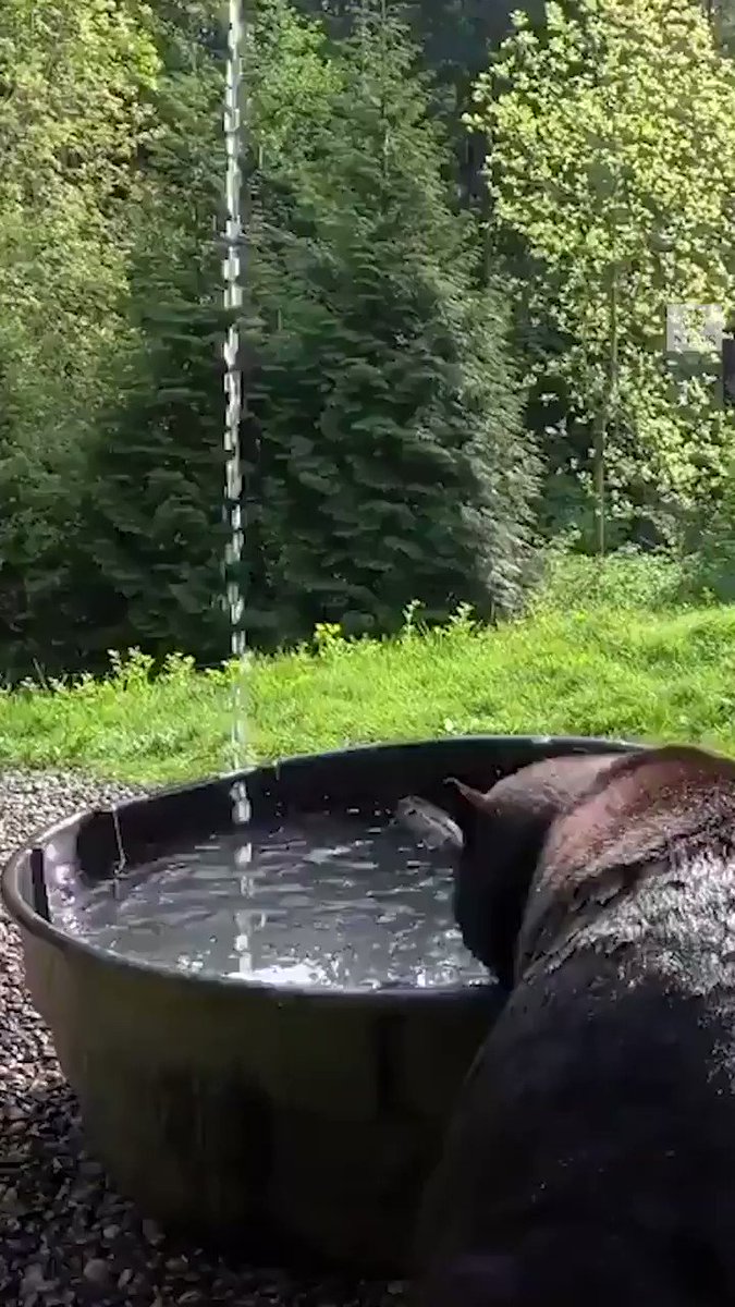 BEAR BATH AND BEYOND: Playful Takoda enjoys a ‘bear-y’ quick spring clean, hopping into a cool bath at Oregon Zoo. https://t.co/Hqku6wyWBl https://t.co/dSbCkufXlq