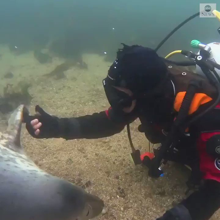 “Sometimes holding hands can say more than words.”
Tender moment as seal clasps diver’s hand during a sweet underwater encounter off the coast of northeast England. https://t.co/zd4yBzncYn https://t.co/RzMVEWPnnP