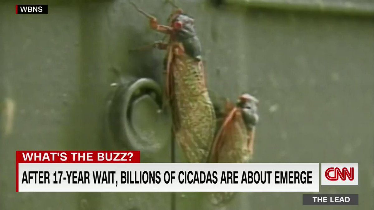 Billions of cicadas will soon appear in the eastern US, the biggest emergence event since 2004 https://t.co/is9N7IxALH https://t.co/2tsj6WiDca