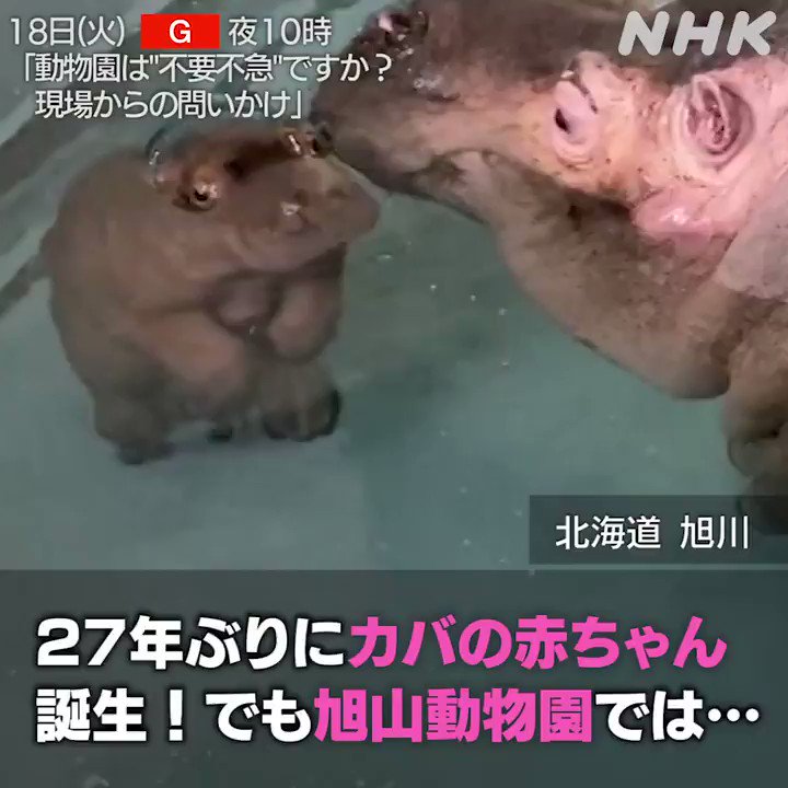Nhkクローズアップ現代 公式 カバの赤ちゃんを見に来てと言えない 去年 旭山動物園 では 27年ぶりにカバ の 赤ちゃんが誕生しましたが コロナの影響で客足が伸び悩んでいます コロナ禍でどう命の尊さを伝えていくか 動物園の奮闘は18日 火 夜10時