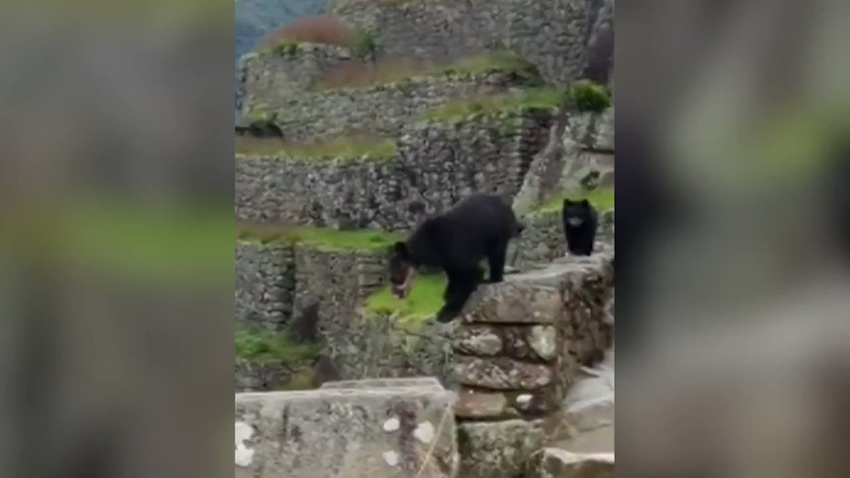 RT @Reuters: WATCH: Rare Andean bears were spotted strolling around the slopes of Machu Picchu citadel in Peru https://t.co/Nquo1ygjnI