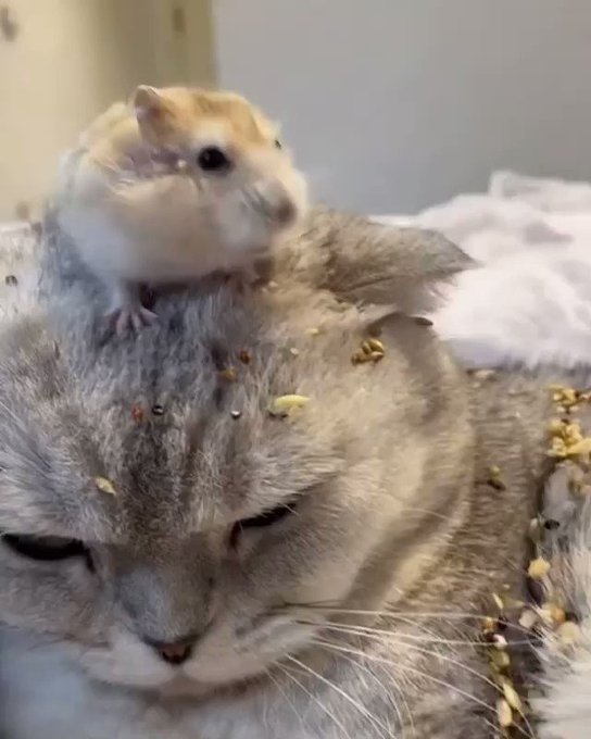 猫の上でバリバリ食べるハム 猫の上でバリバリ食べるハム