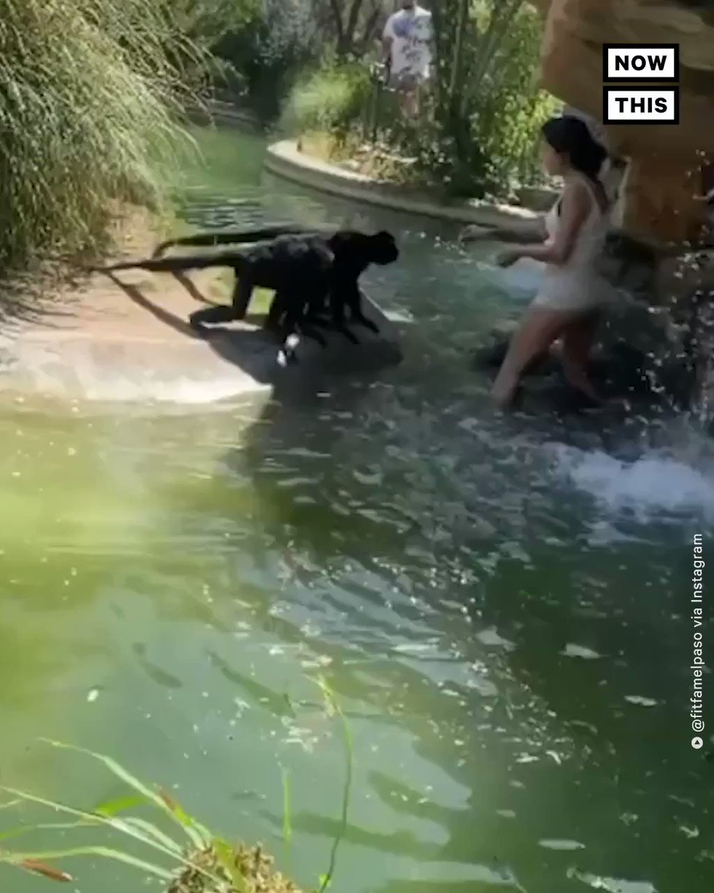 NowThis on Twitter "A woman was caught on video climbing into a spider