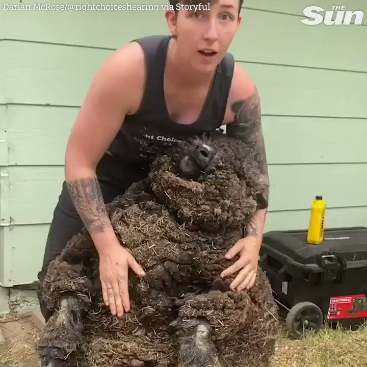 Extremely wooly black sheep gets a much needed shearing