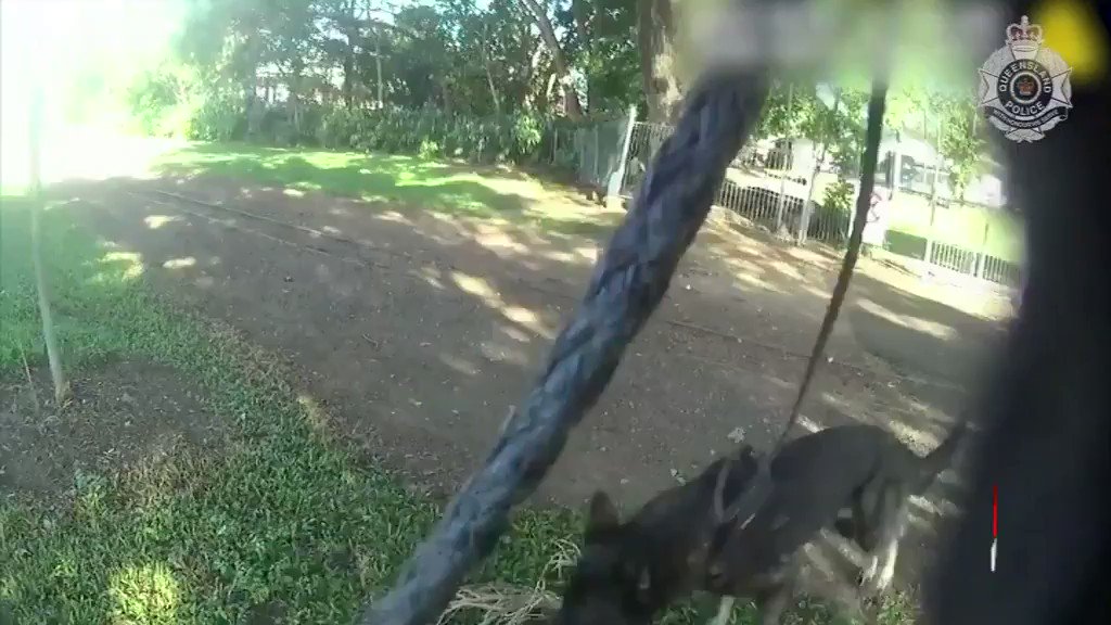 Four teens have been charged, accused of stealing a luxury rental car from holidaymakers in Cairns. Police Dog Thor and his handler trekked for more than three kilometres, during an extensive search in the city's south. https://t.co/Wj2QBD0Its @MKarstunen #7NEWS https://t.co/wKuYuVPX2L