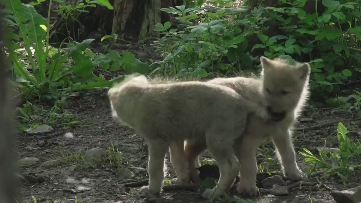 5⃣ arctic wolf pups, three females and two males, are born to mother 'Keysa' in a wildlife park in Belgium https://t.co/fIfwDVCtvz