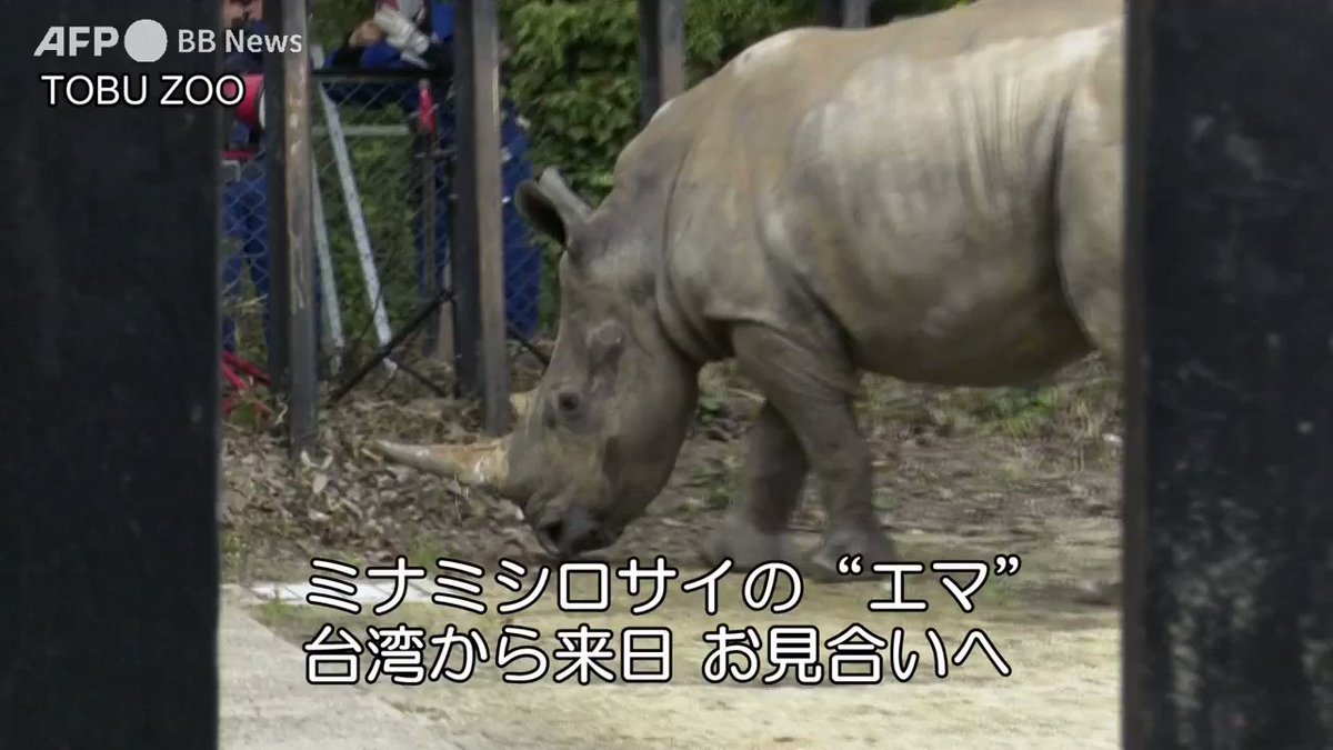 台湾から東武動物公園にシロサイが到着 21 6 8 ごきげんよう 犀たち 台湾から東武動物公園にシロサイが到着 21 6 8 ごきげんよう 犀たち