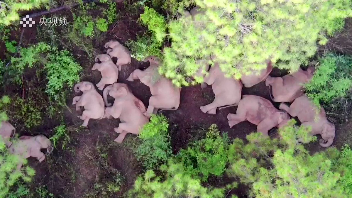 WATCH: A herd of elephants trekking through southwest China that has captured the public's imagination took a well-deserved rest 🐘 https://t.co/UTjRHrknPj