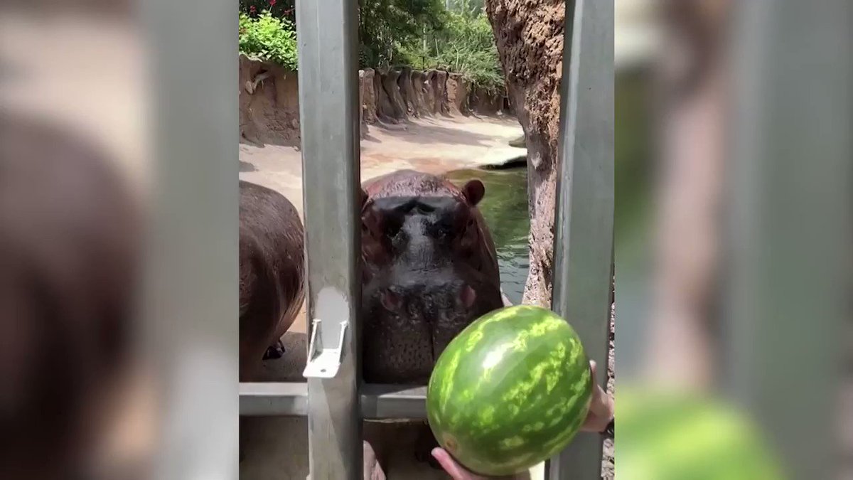 ICYMI: A hippo🦛at the San Antonio Zoo performs a ‘good old-fashioned watermelon smash’🍉to kick off the summer https://t.co/jYB8S0Gzl5