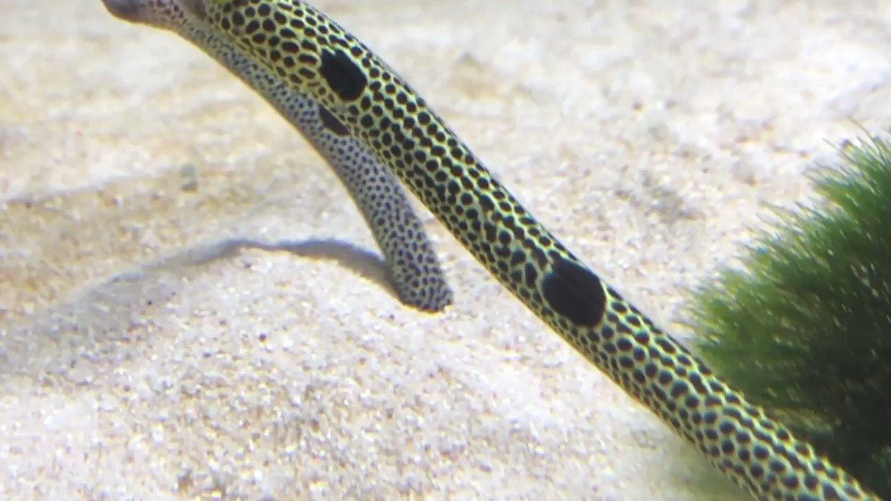 京都水族館 険しい顔で喧嘩するチンアナゴたちをご覧ください T Co Ujqr7mcnvd Twitter