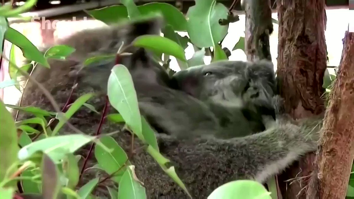 Australia is considering listing koalas on the country's east coast as endangered. Their numbers have been coming under pressure from logging, urban encroachment as well as bushfires https://t.co/2o44eF7unw https://t.co/Trie4ttcSb