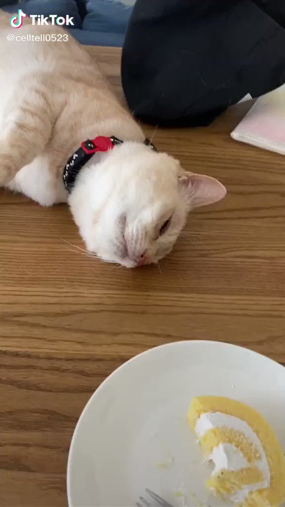 [計画的犯行]賢い猫！寝たフふりをしてケーキを盗むw