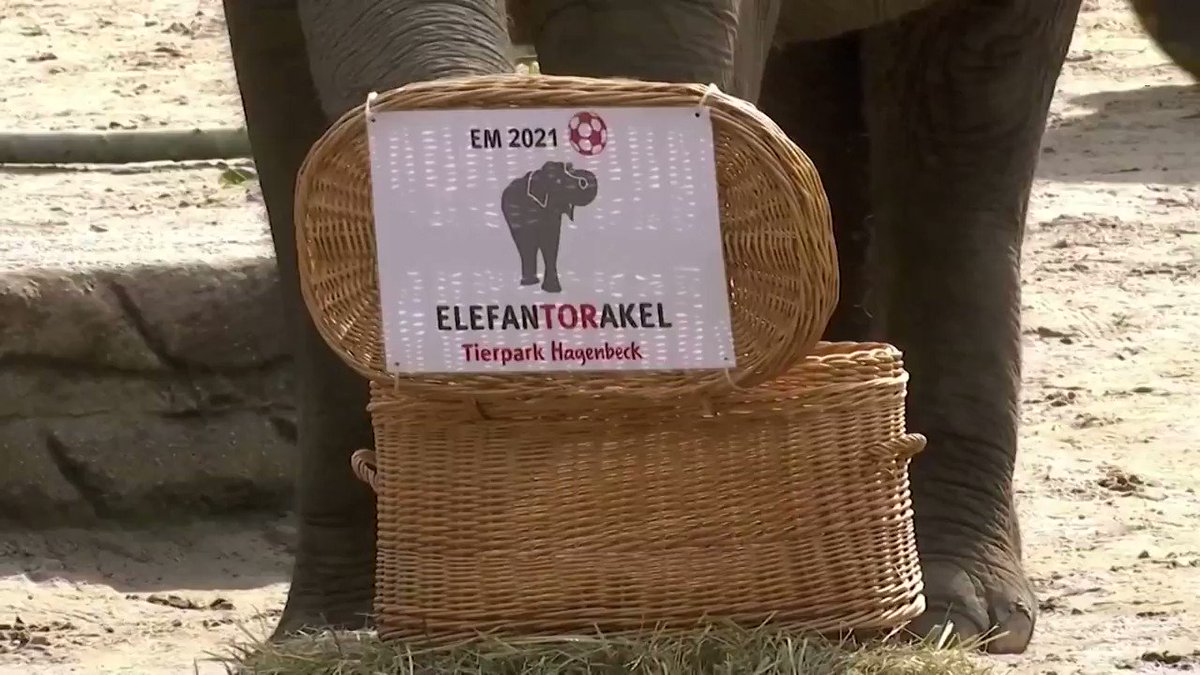 Yashoda the elephant predicts a draw for Germany in their next #EURO2020 match against Hungary https://t.co/ZZApq709Iu https://t.co/b3RPlIozo0