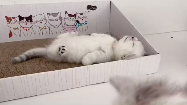 트위터, twitter - 딸플릭스