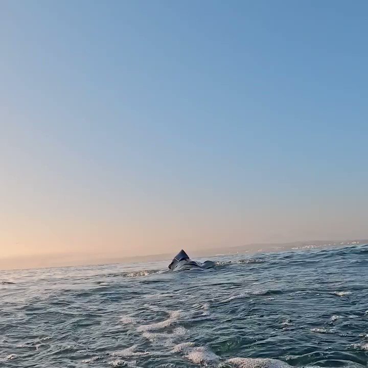 Shark Week on Twitter: "Air Jaws 🚨 🦈 #SharkWeek starts Sunday, July 24