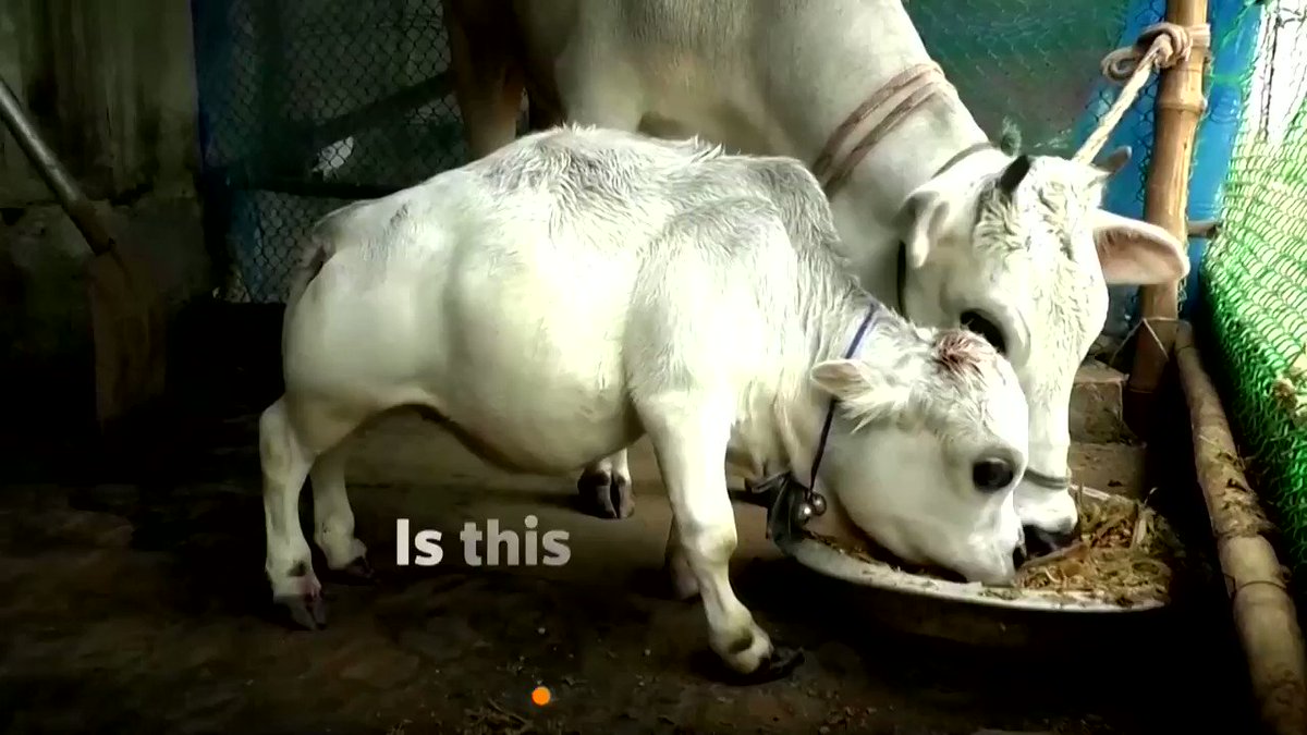 Is this the world's smallest cow? Rani the cow’s owners say they have applied to Guinness World Records to certify her as the world's shortest https://t.co/1vPsYr74jb https://t.co/7GXV4p4N2h