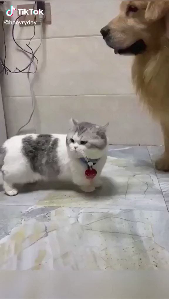 猫パンチが届かない切なさ・・・。手足が短い猫ちゃんｗ