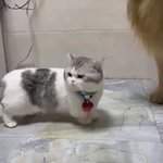 猫パンチが届かない切なさ・・・。手足が短い猫ちゃんｗ