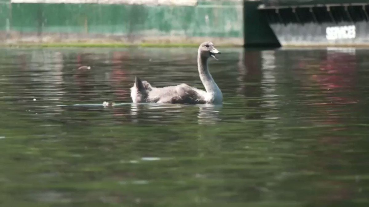 WATCH: Swan-uppers take to the River Thames to check on Queen Elizabeth's birds https://t.co/UuT06fxKuy https://t.co/JxECebpF7x